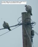 birds_on_the_pole.JPG