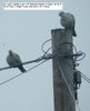 birds_on_the_pole.JPG