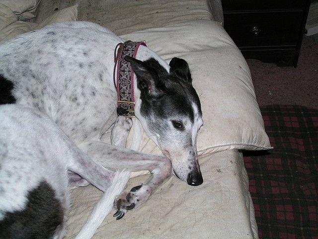 Millie 2009 001.jpg