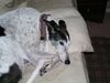 Millie 2009 001.jpg