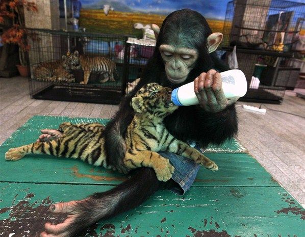 cute monkey.jpg