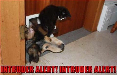 Catflap.jpg
