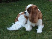 heidithedog