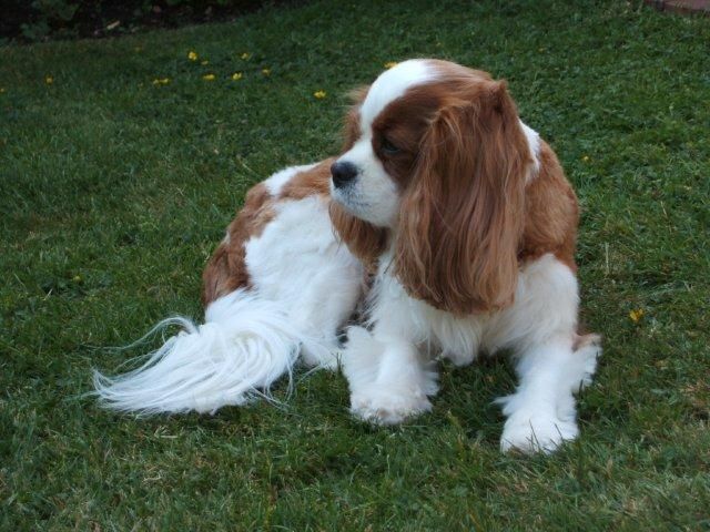 Heidi