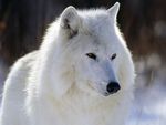 Arctic_Wolf.jpg