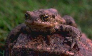 frogpr.jpg