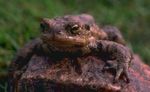 frogpr.jpg