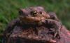 frogpr.jpg