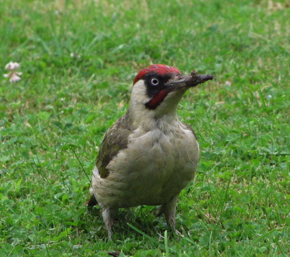 Woodpecker.jpg