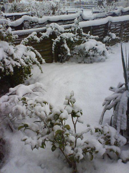 snow2.jpg