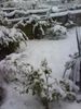 snow2.jpg