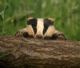badger.jpg
