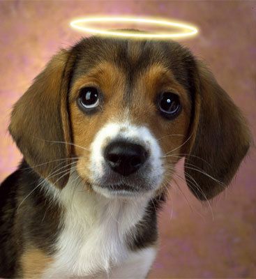 twitterdog.jpg