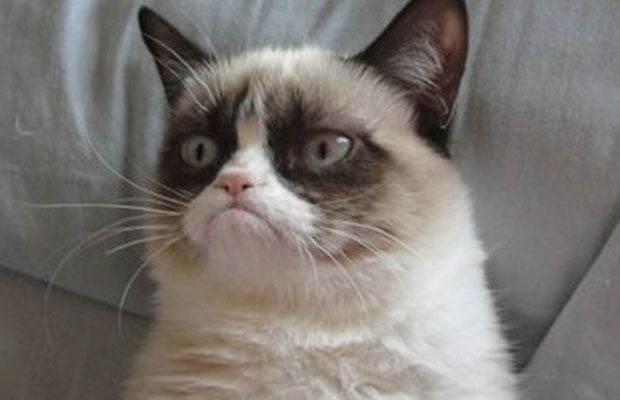Grumpy-Cat.jpg