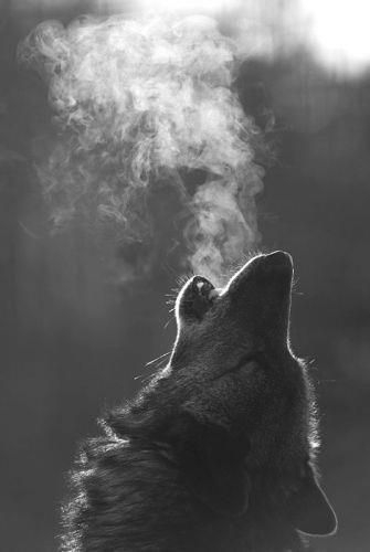 Howling Wolf.jpg