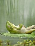 Frog on back.jpg