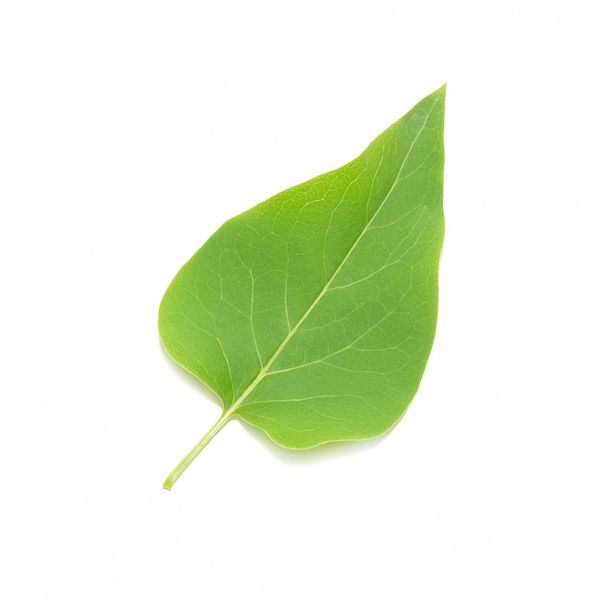 leaf.jpg