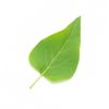 leaf.jpg