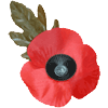 silkpoppy.gif