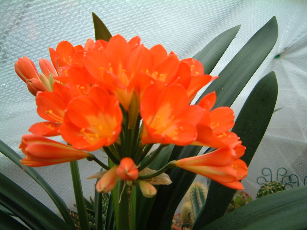 DSCF0008.JPG