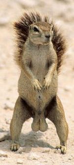 squirrely