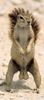 squirrelTesticles.jpg