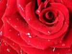 Red Rose