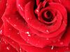 Red Rose