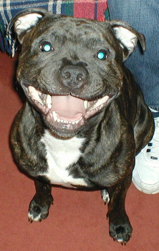 bruno.jpg