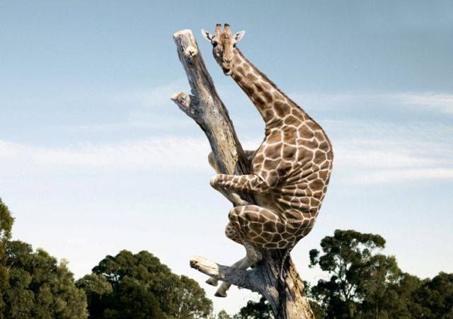 giraffe up tree.jpg