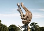 giraffe up tree.jpg
