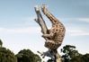 giraffe up tree.jpg
