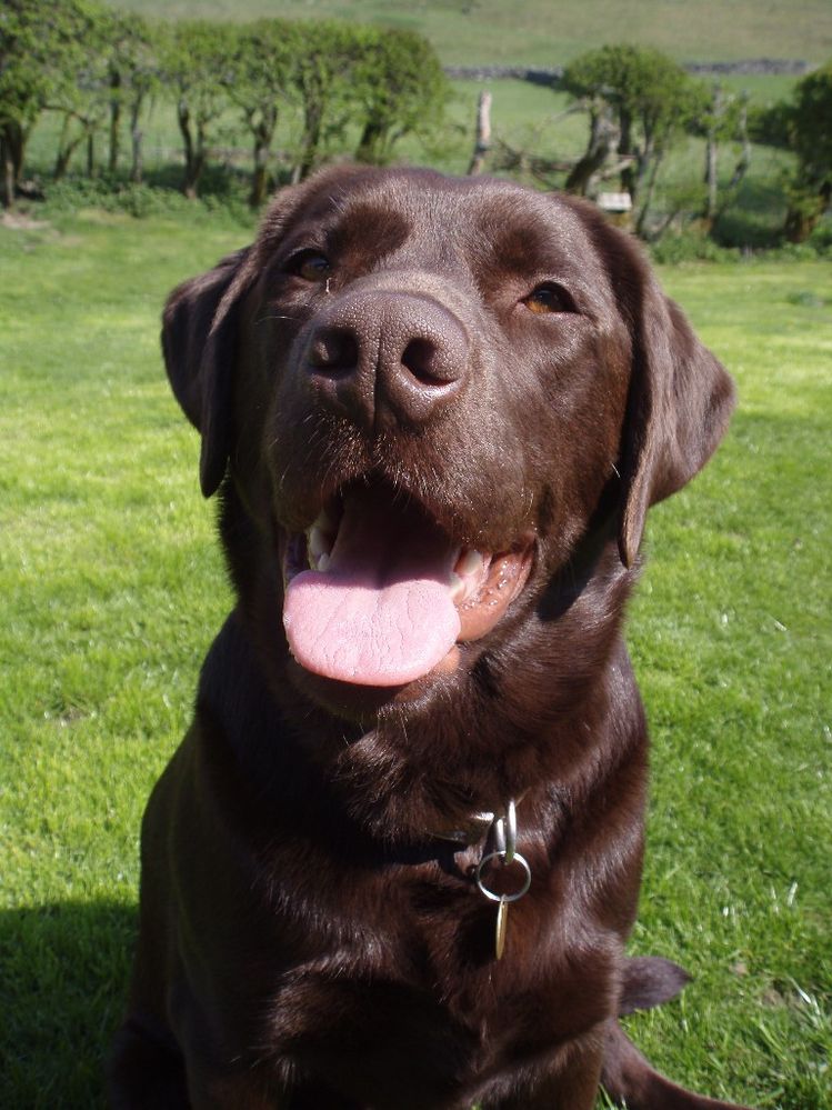 charlie dog bt.jpg