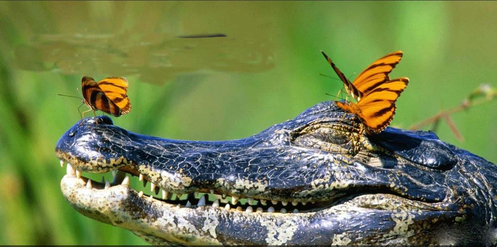 AliGator.jpg