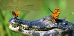 AliGator.jpg