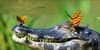 AliGator.jpg