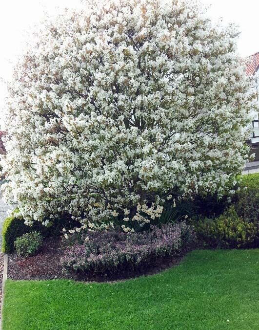 Amellanchier_resized.jpg