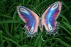 blue buttetfly.jpg