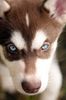 Juno pup