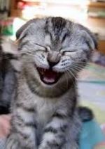 Avinalaff