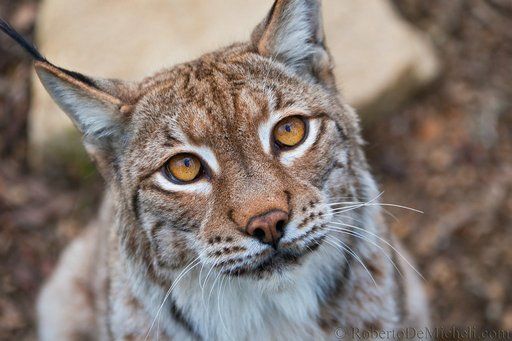 Lynx