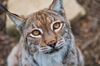 Lynx