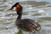 Great crested grebe.jpg