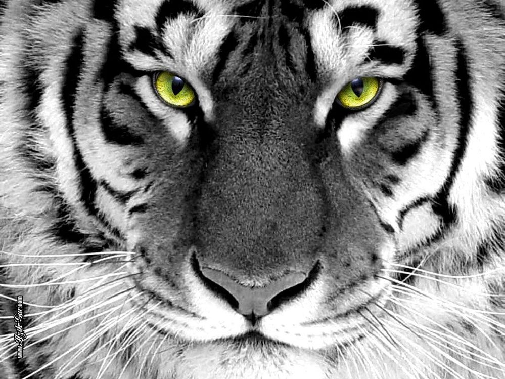 tiger-eyes.jpg