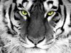 tiger-eyes.jpg