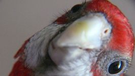 LeninTheParakeet