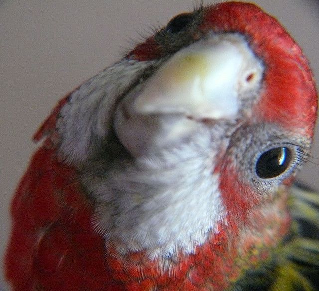 393368365_a3467eeb51_z.jpg