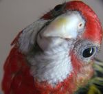 Profile (LeninTheParakeet)