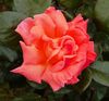 rose_may_2016.jpg