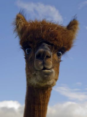 Camel.jpg